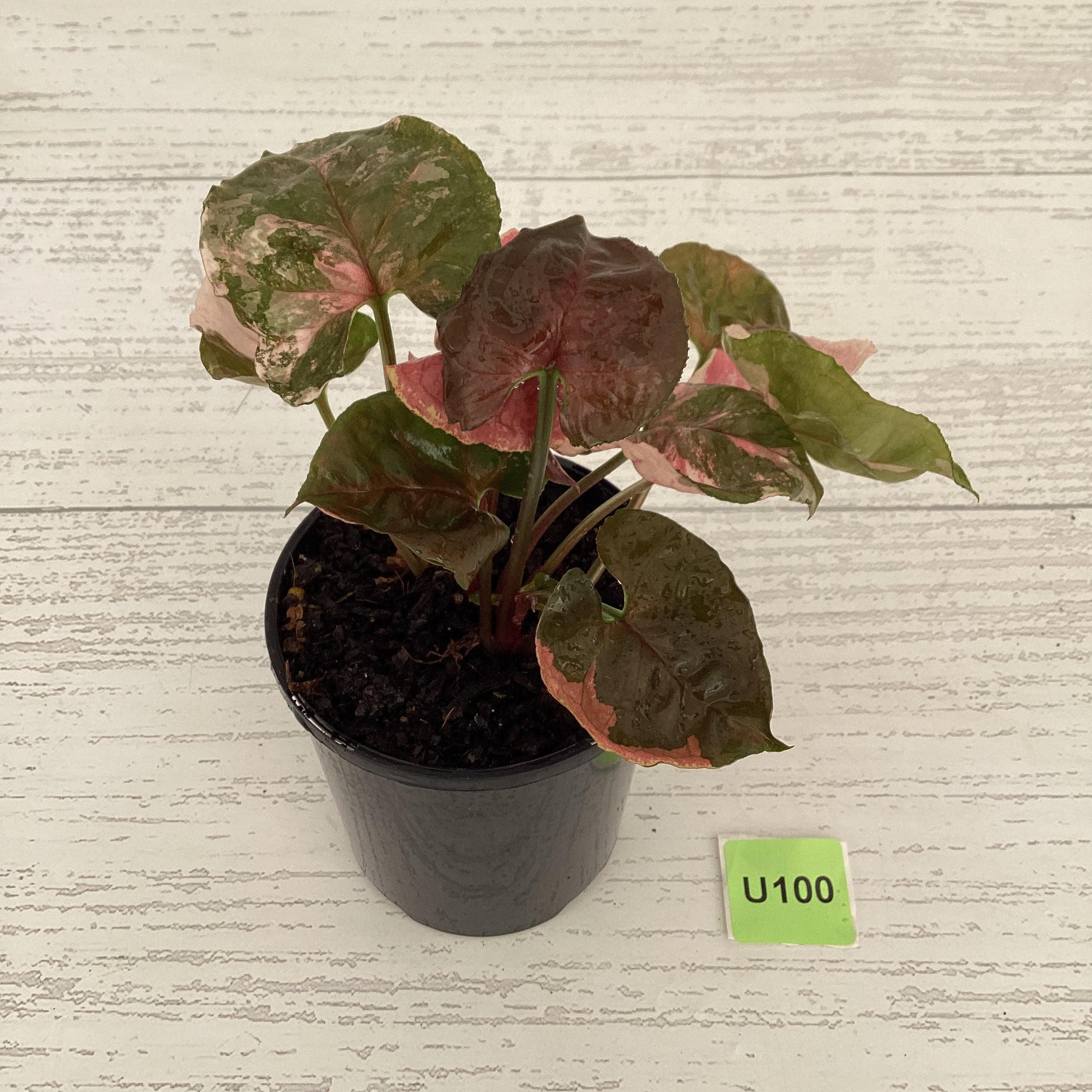 Syngonium podophyllum &#39; Strawberry Ice Galaxy&#39;