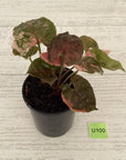 Syngonium podophyllum ' Strawberry Ice Galaxy'