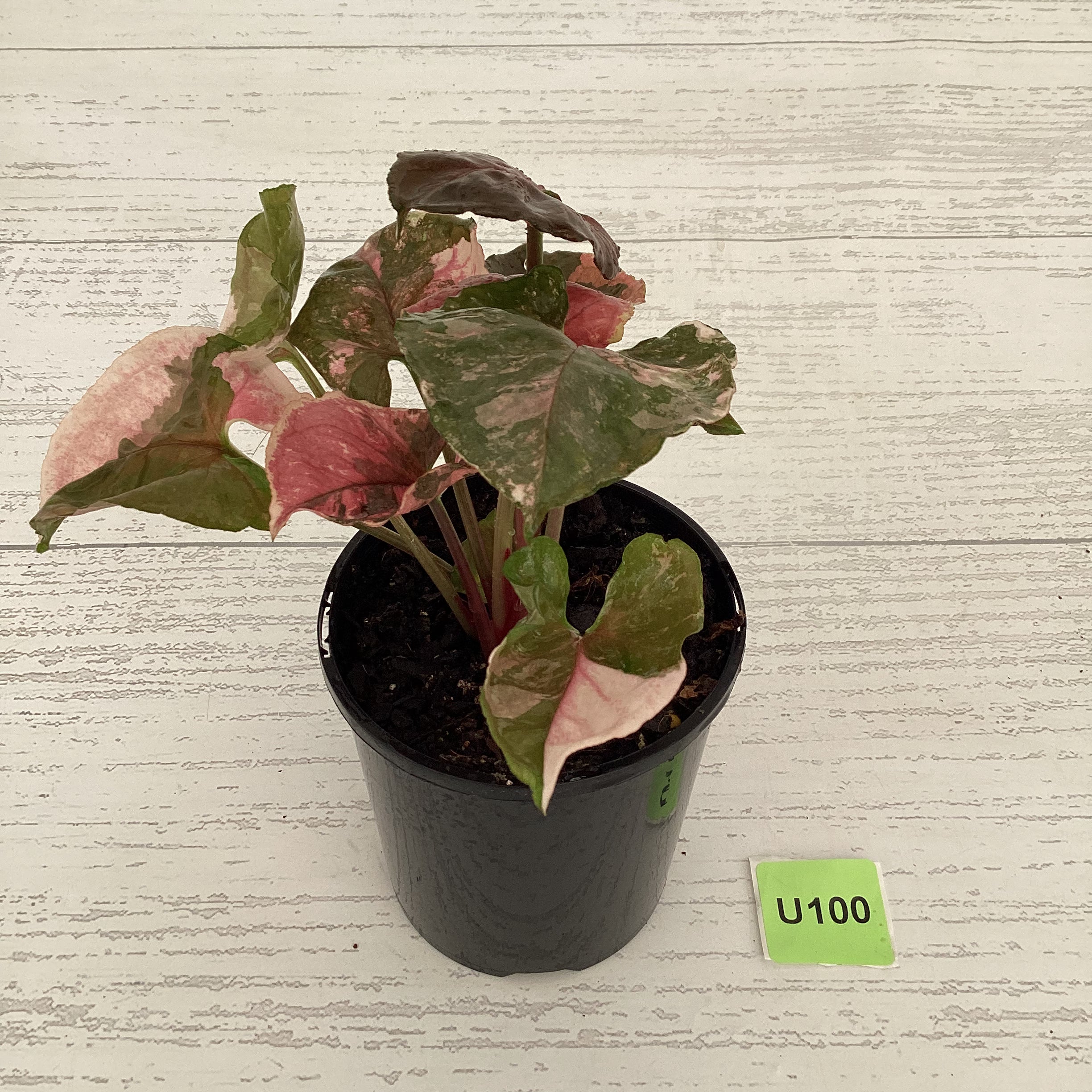 Syngonium podophyllum &#39; Strawberry Ice Galaxy&#39;