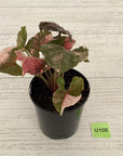 Syngonium podophyllum ' Strawberry Ice Galaxy'