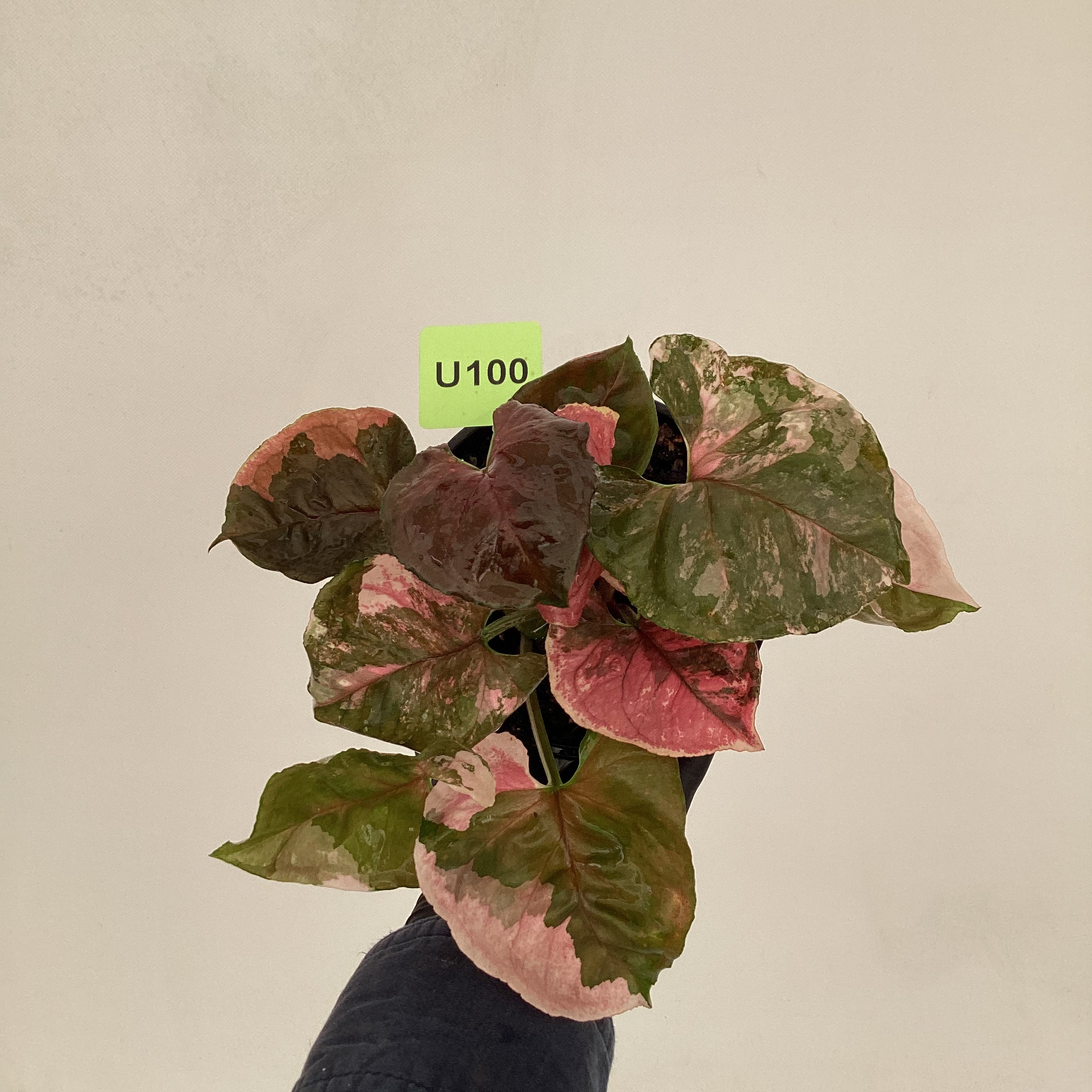 Syngonium podophyllum &#39; Strawberry Ice Galaxy&#39;