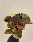 Syngonium podophyllum ' Strawberry Ice Galaxy'