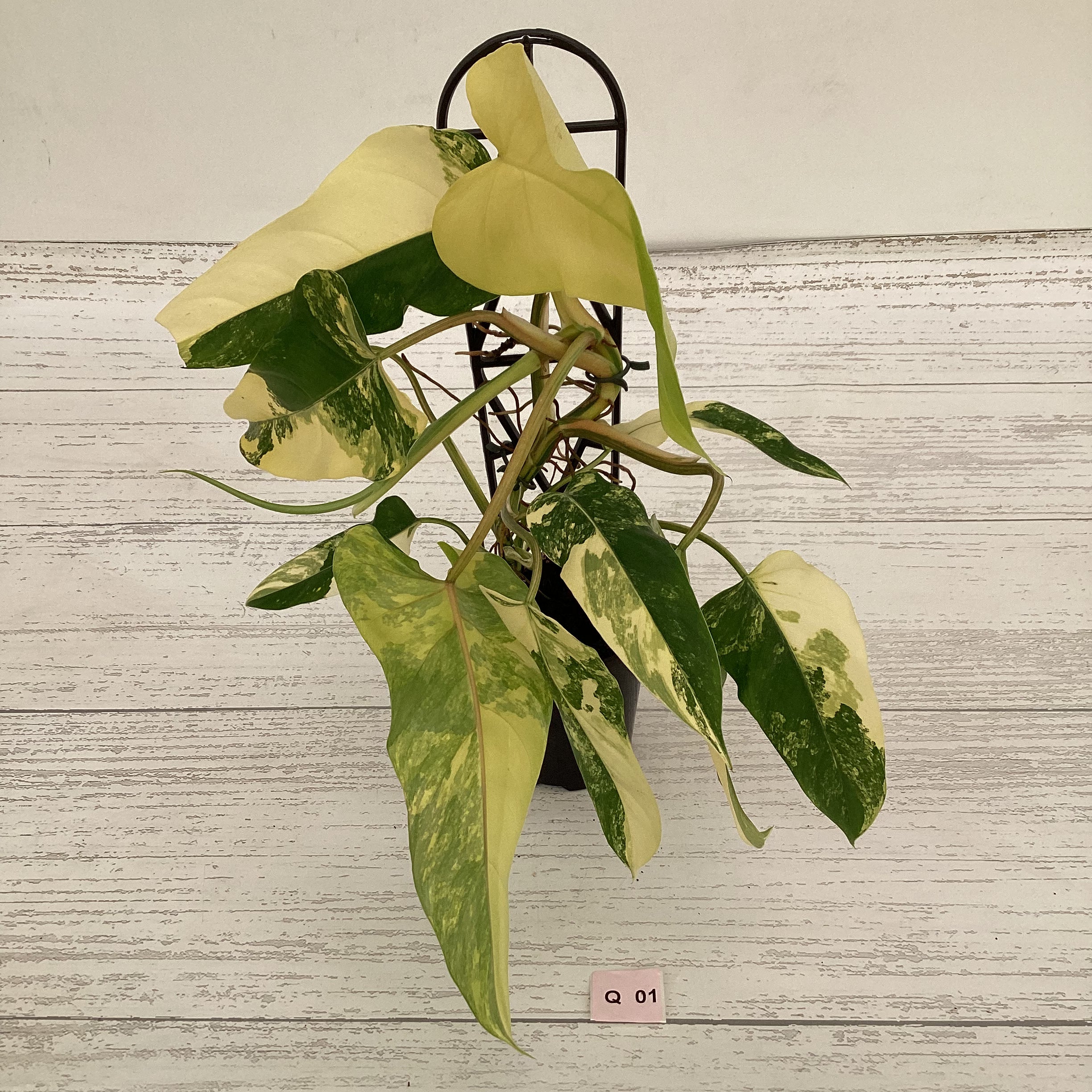 Philodendron domesticum variegata