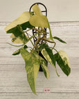 Philodendron domesticum variegata