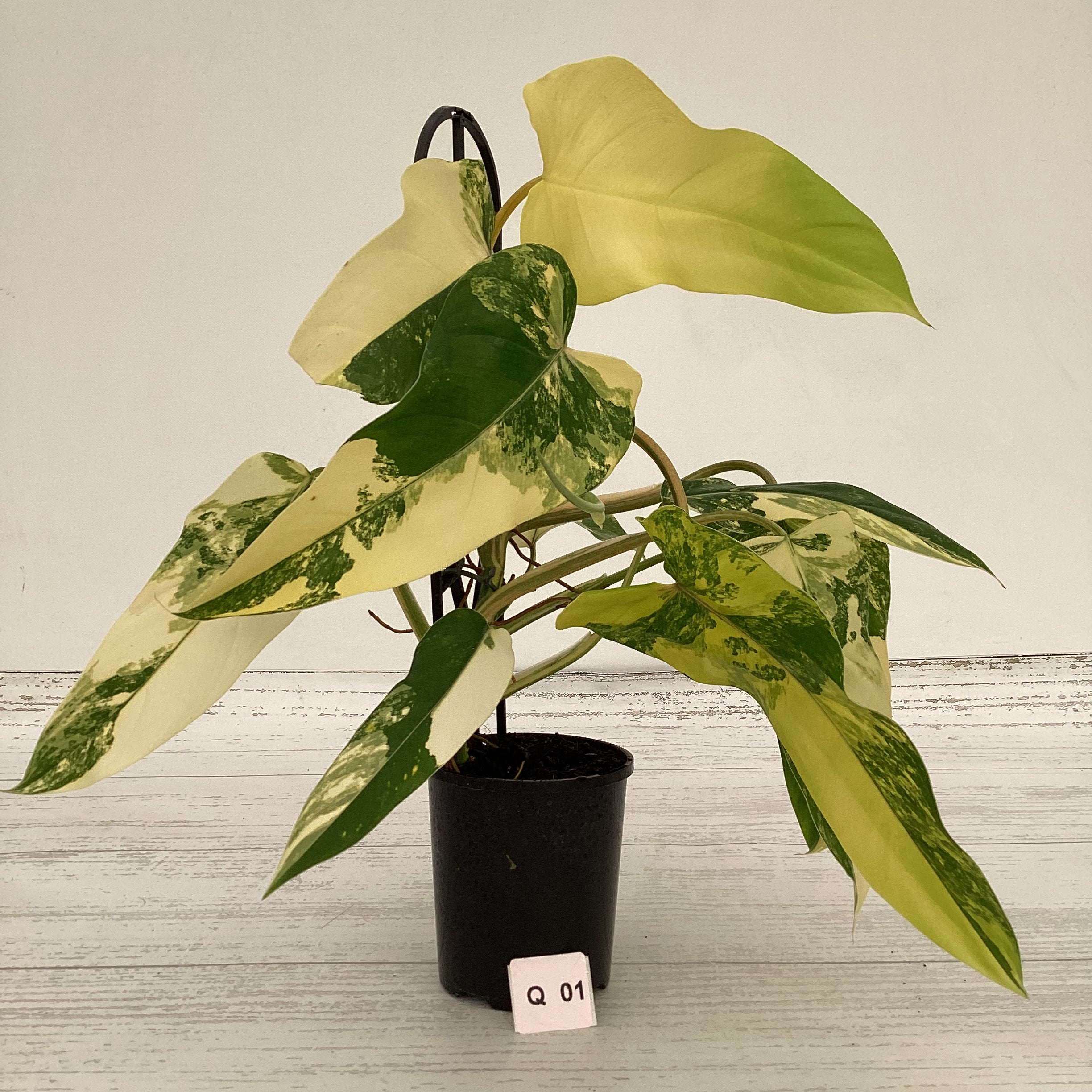 Philodendron domesticum variegata