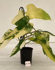Philodendron domesticum variegata
