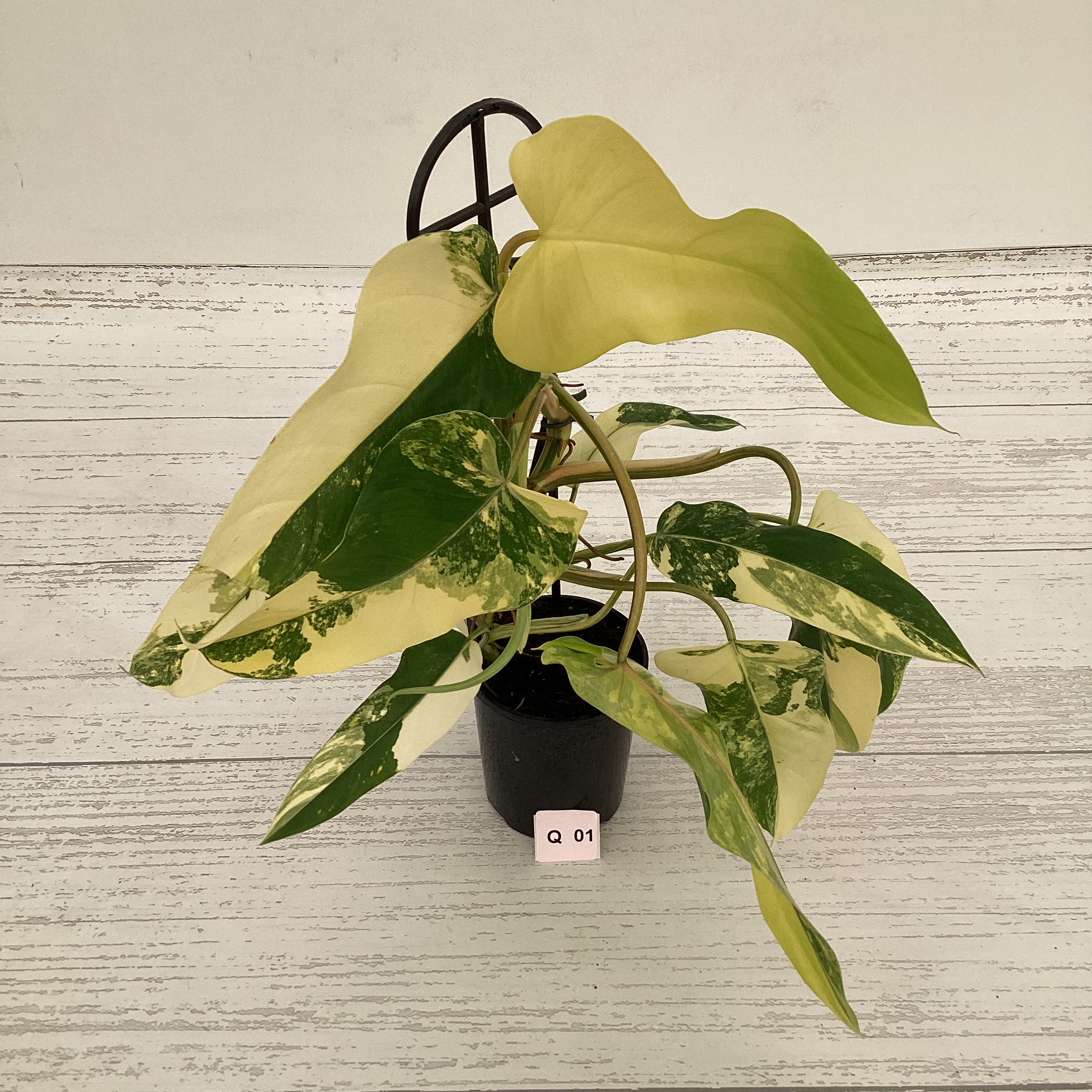 Philodendron domesticum variegata