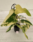 Philodendron domesticum variegata