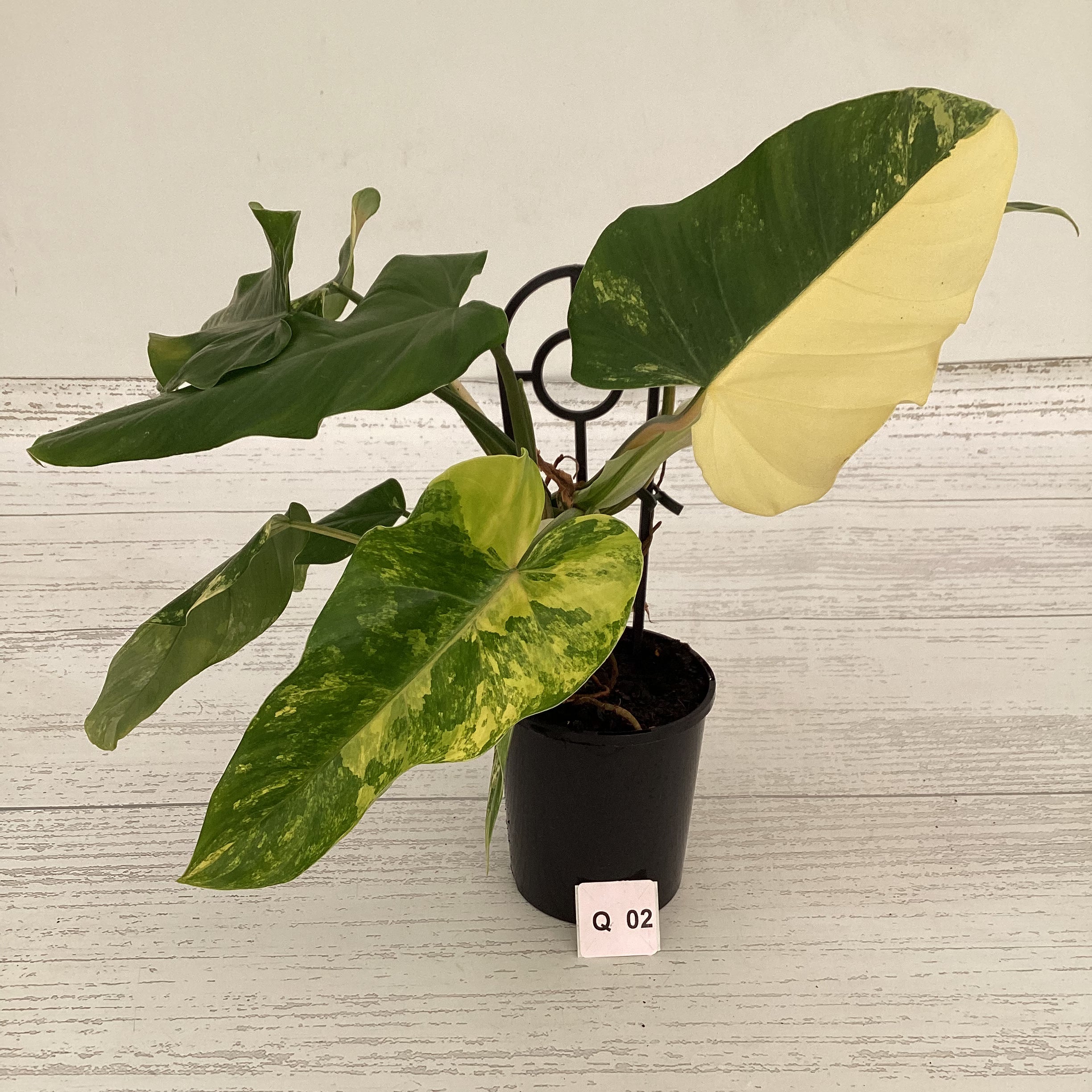 Philodendron domesticum variegata