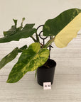 Philodendron domesticum variegata