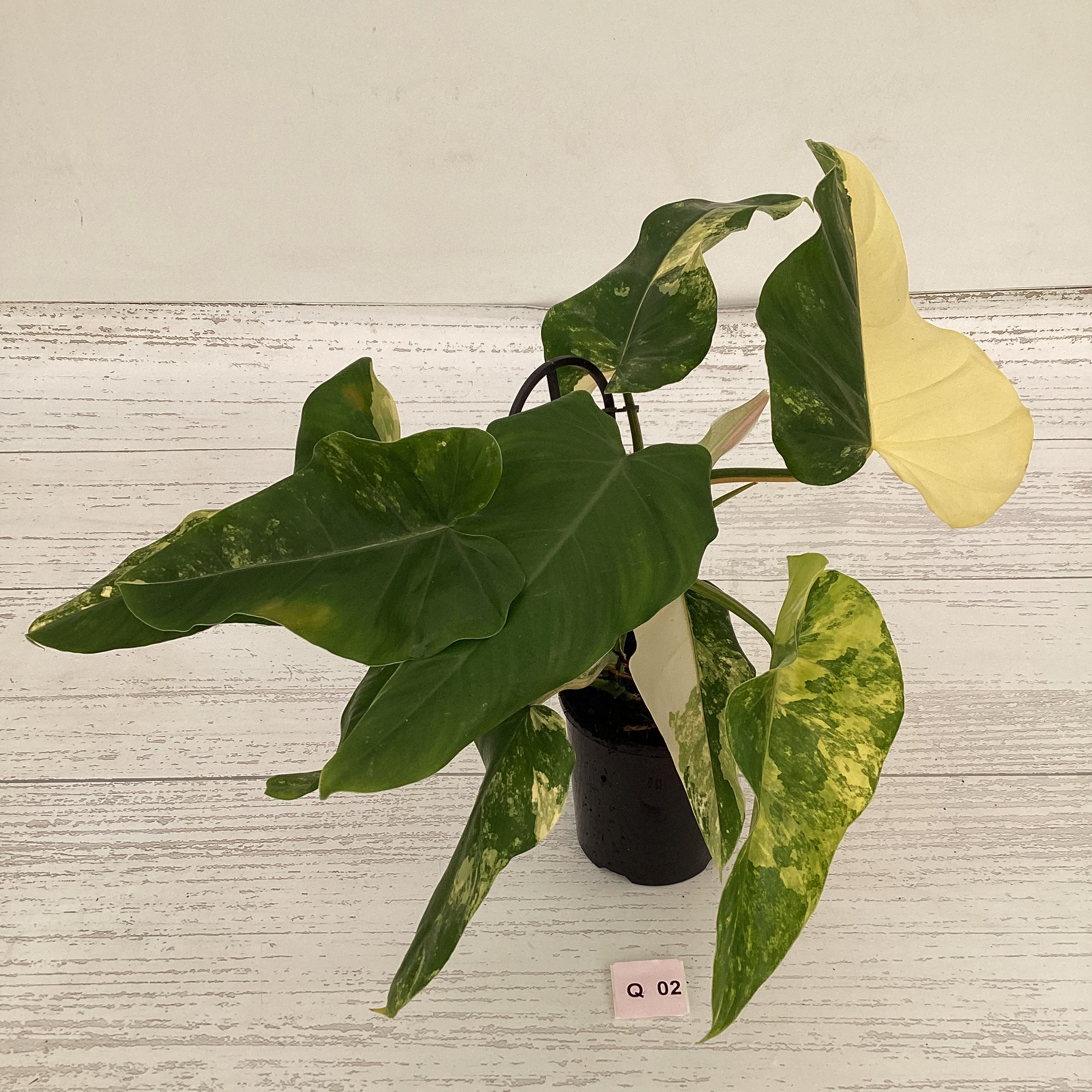 Philodendron domesticum variegata