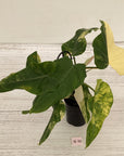 Philodendron domesticum variegata