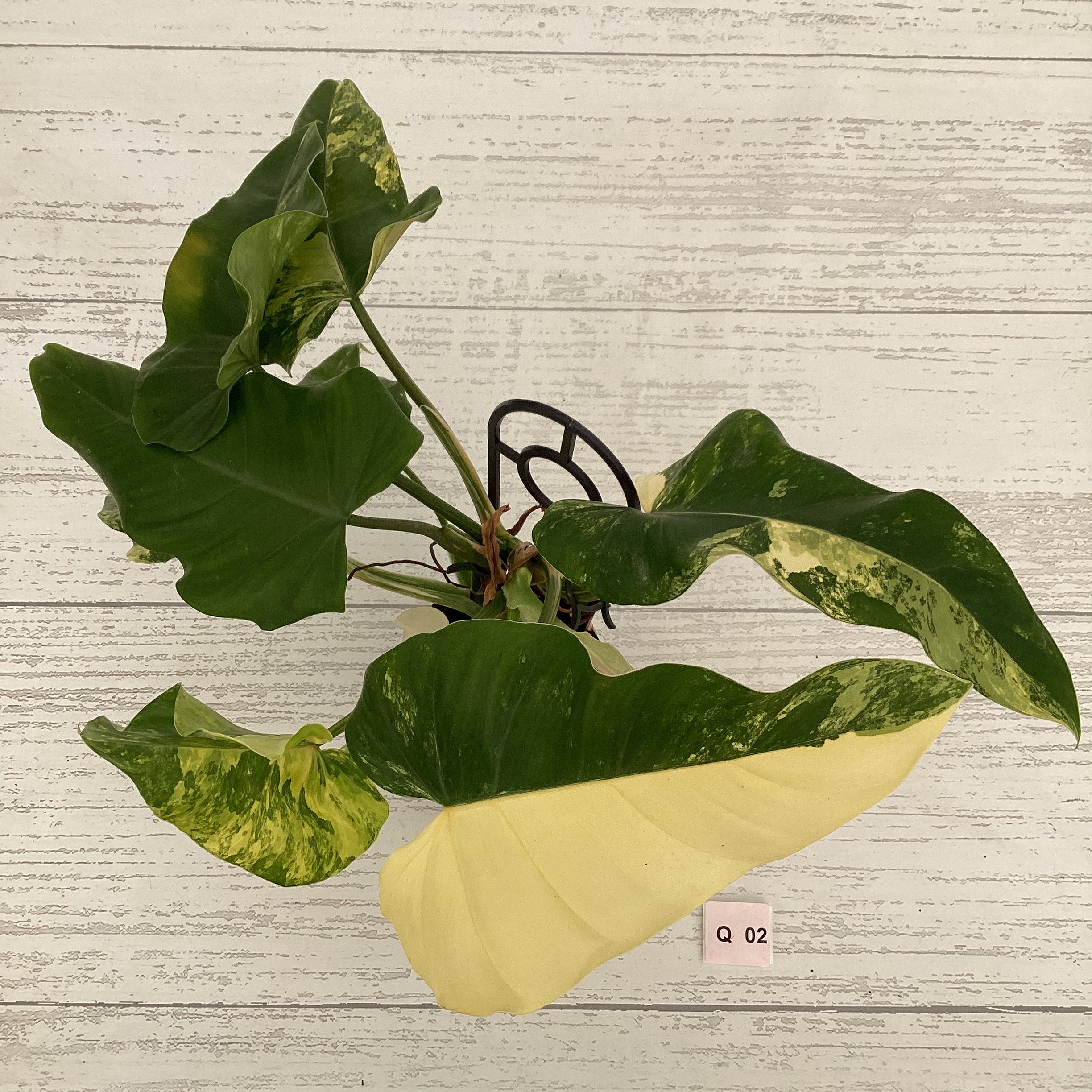 Philodendron domesticum variegata