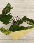Philodendron domesticum variegata