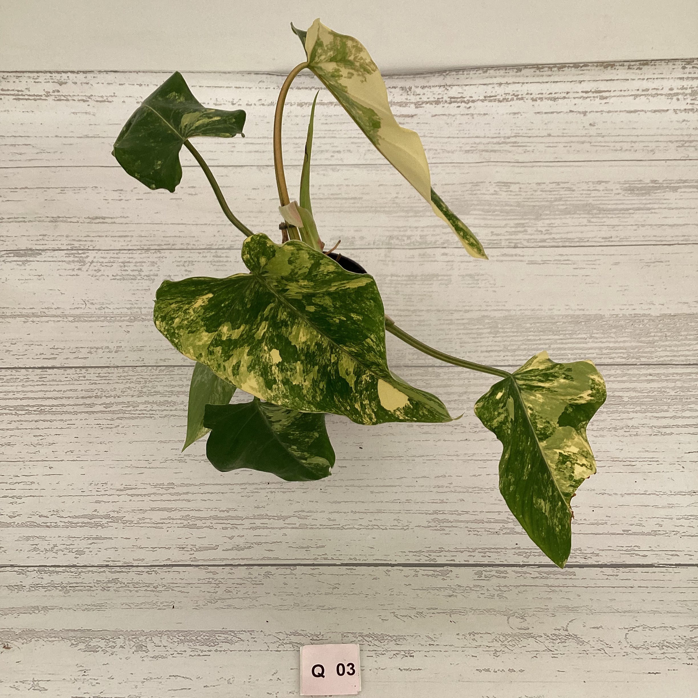 Philodendron domesticum variegata