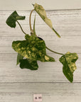 Philodendron domesticum variegata