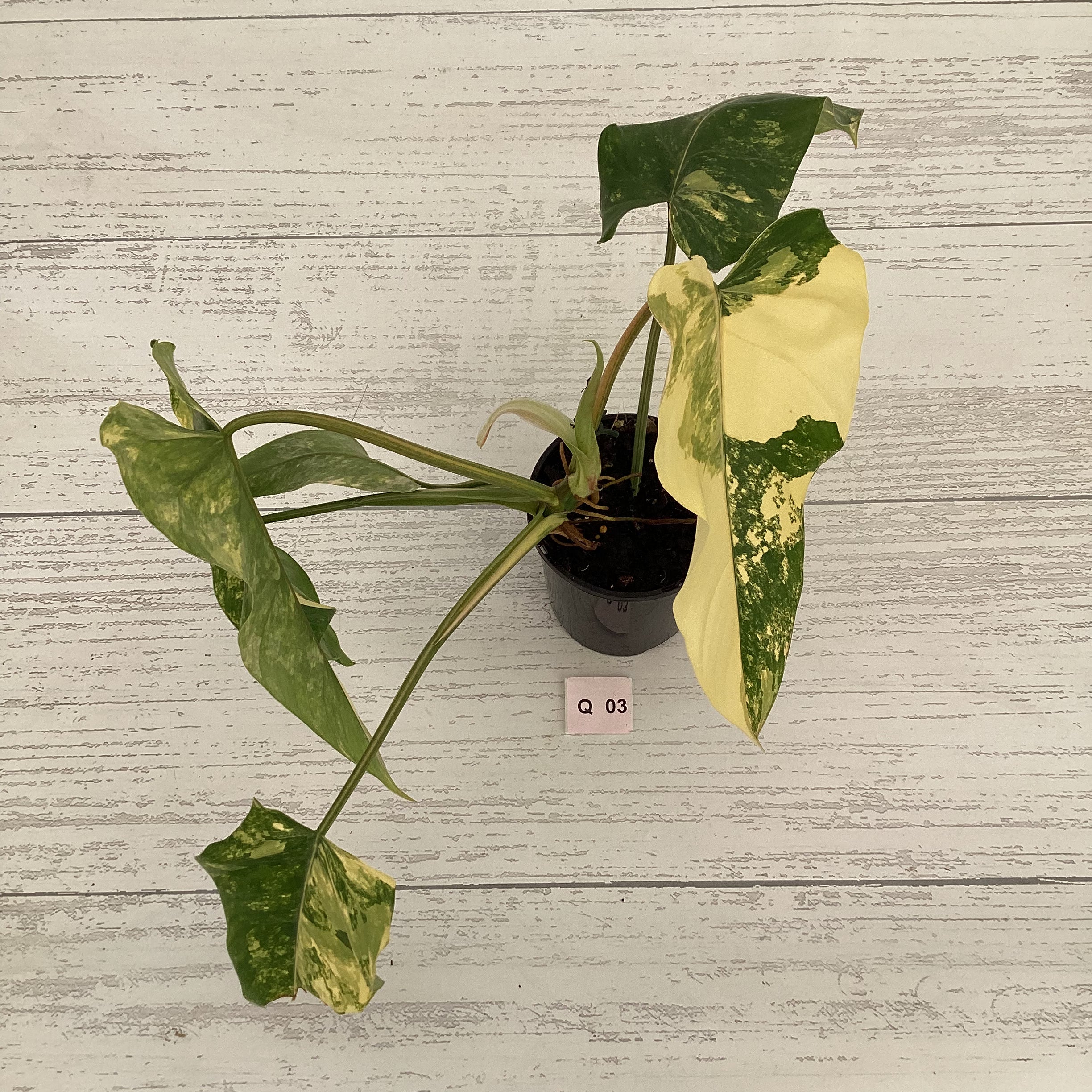 Philodendron domesticum variegata
