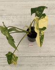 Philodendron domesticum variegata