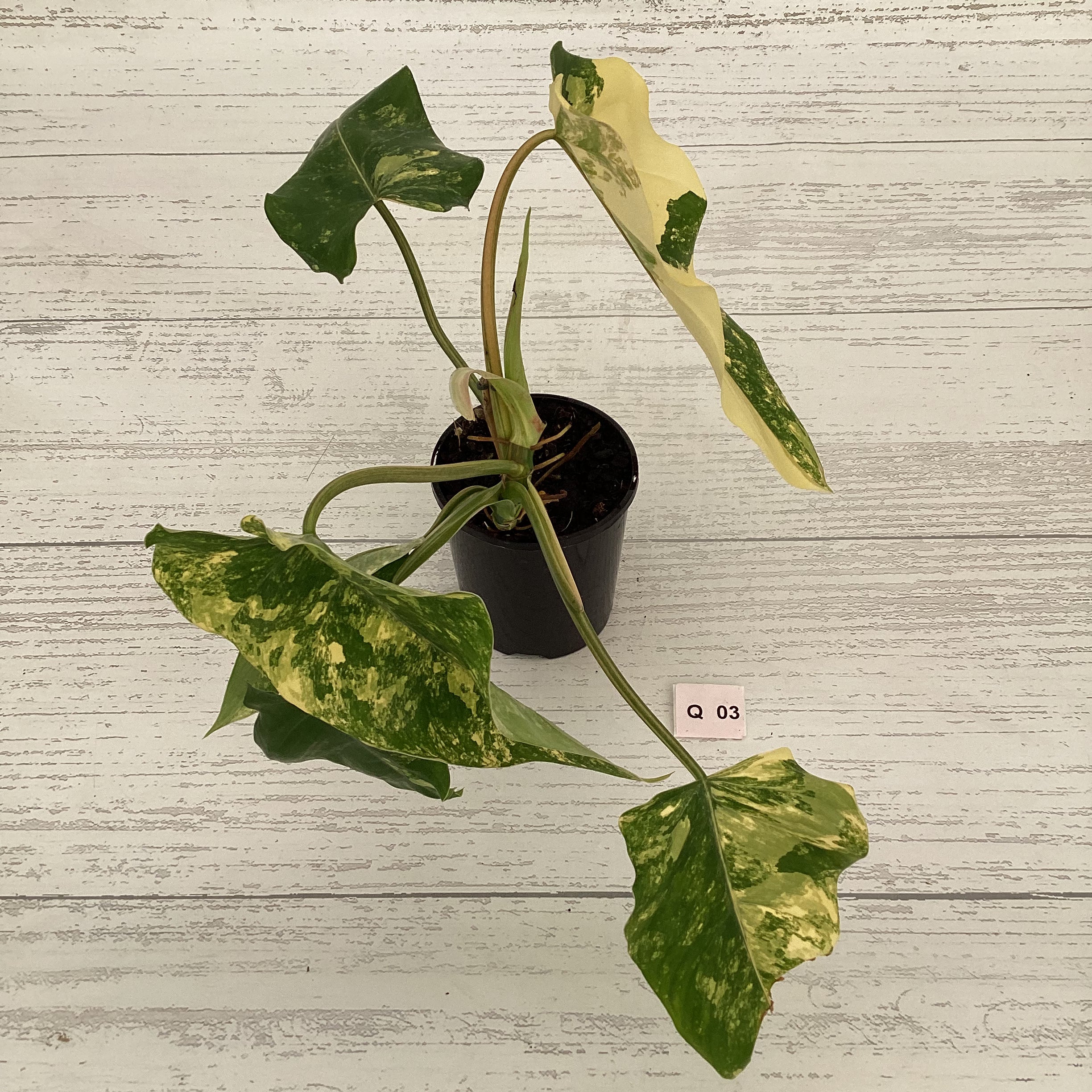 Philodendron domesticum variegata