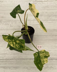 Philodendron domesticum variegata