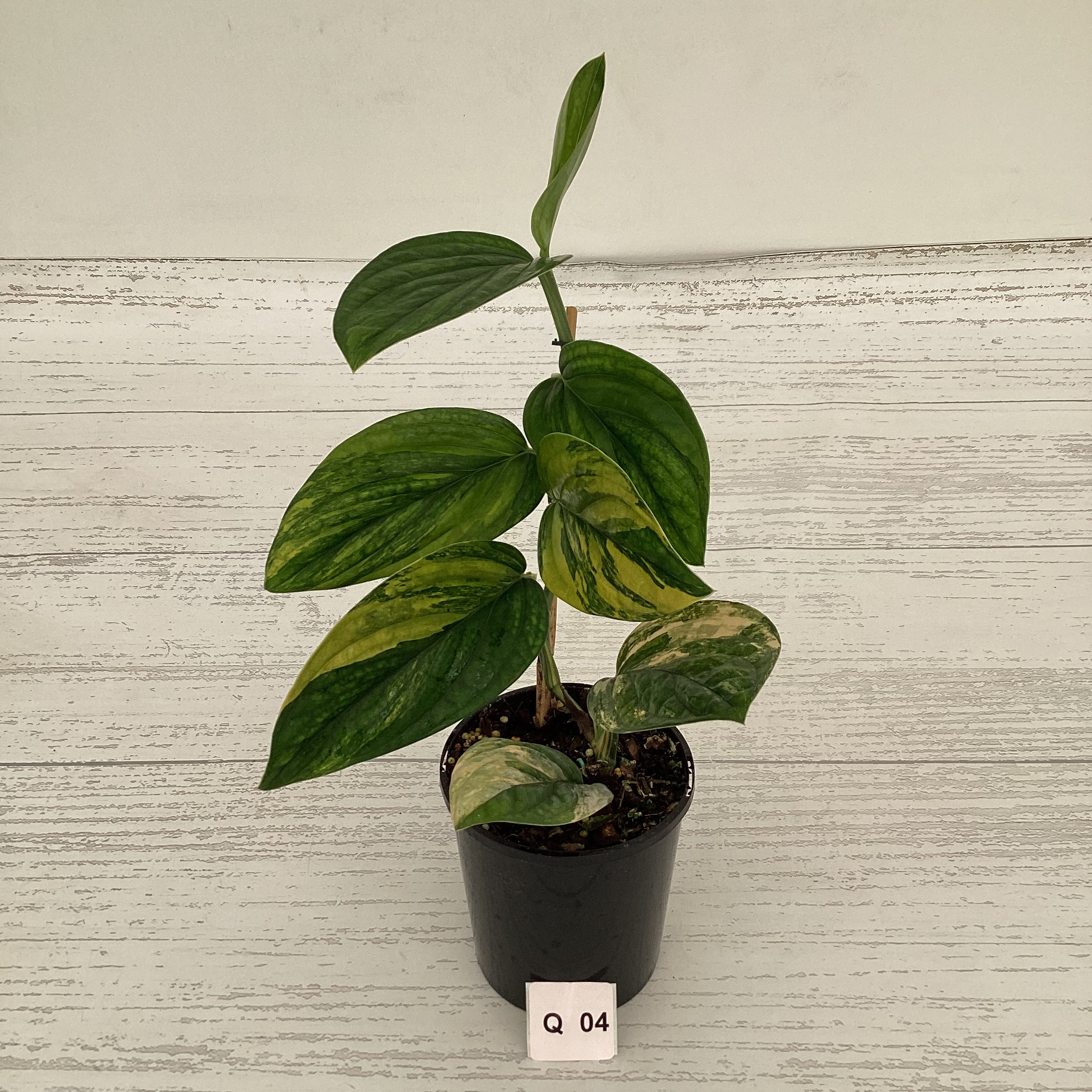 Monstera karstenianum &#39;Peru Variegata&#39;