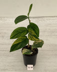 Monstera karstenianum 'Peru Variegata'