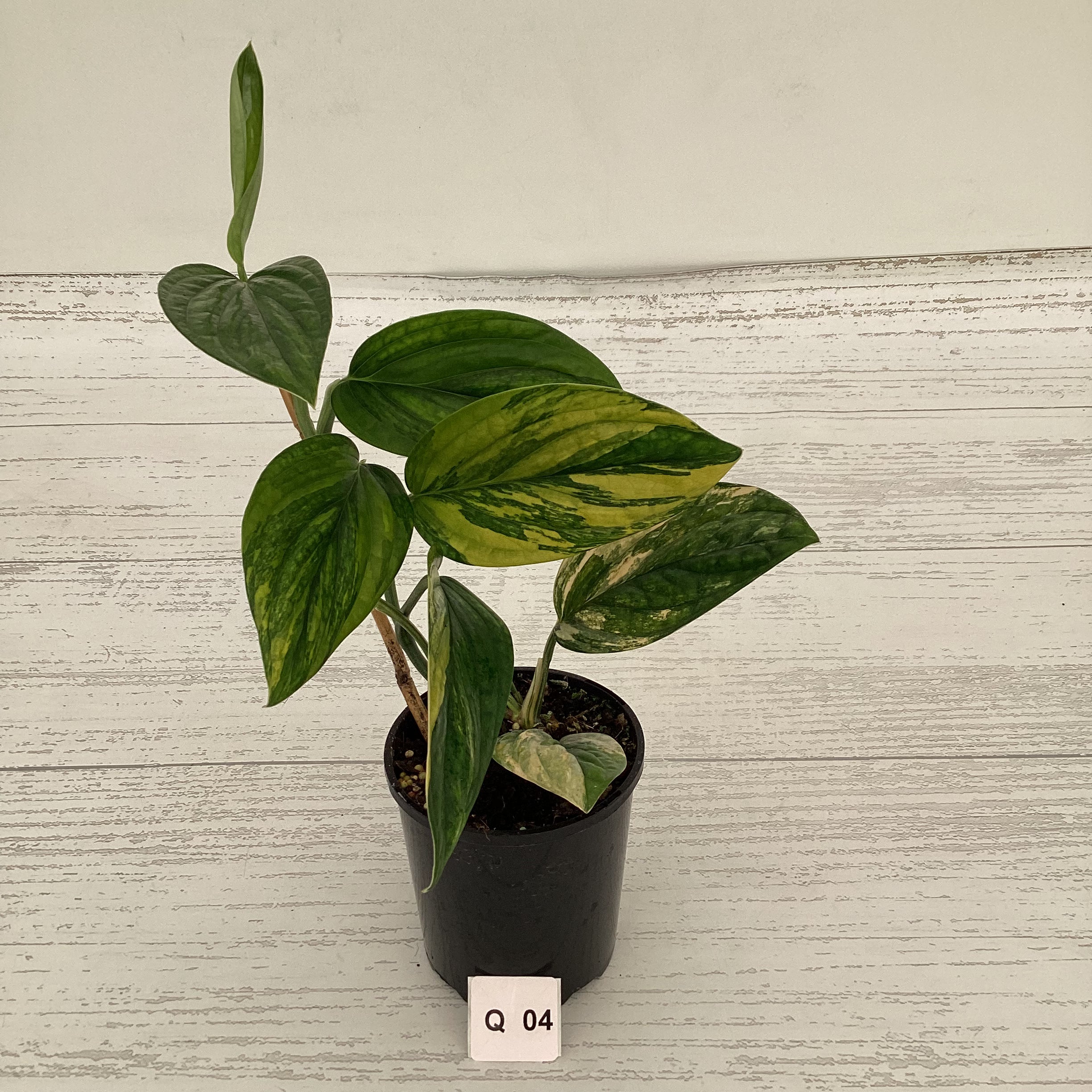 Monstera karstenianum &#39;Peru Variegata&#39;