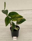Monstera karstenianum 'Peru Variegata'