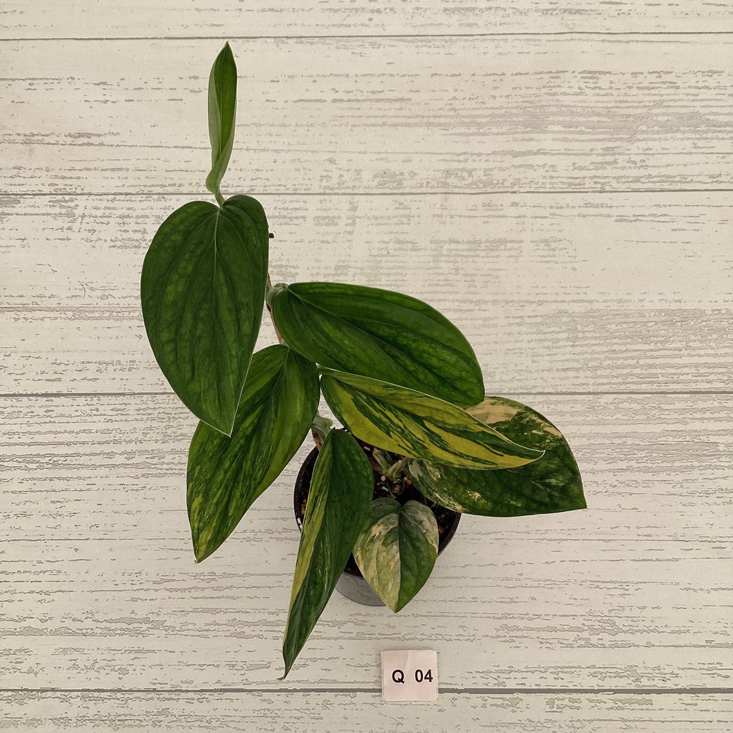 Monstera karstenianum &#39;Peru Variegata&#39;