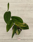 Monstera karstenianum 'Peru Variegata'
