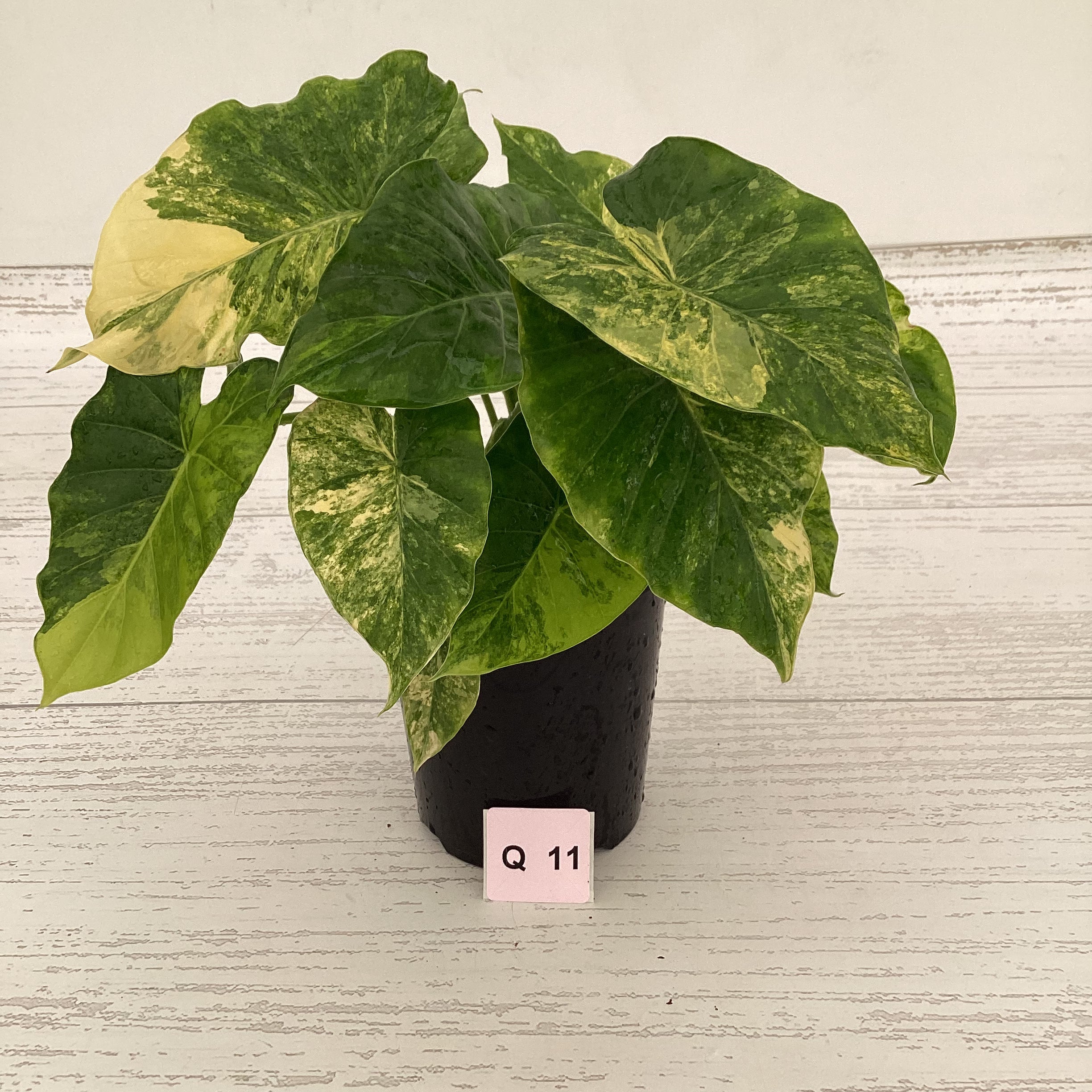 Alocasia Odora &#39;California Aurea Variegata&#39;