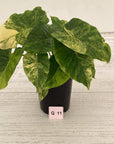Alocasia Odora 'California Aurea Variegata'