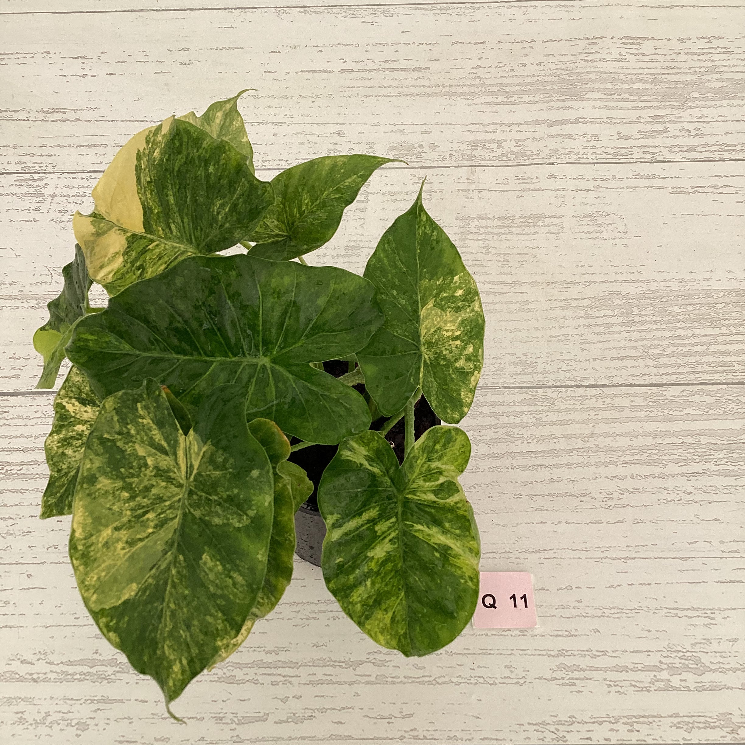 Alocasia Odora &#39;California Aurea Variegata&#39;