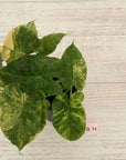 Alocasia Odora 'California Aurea Variegata'