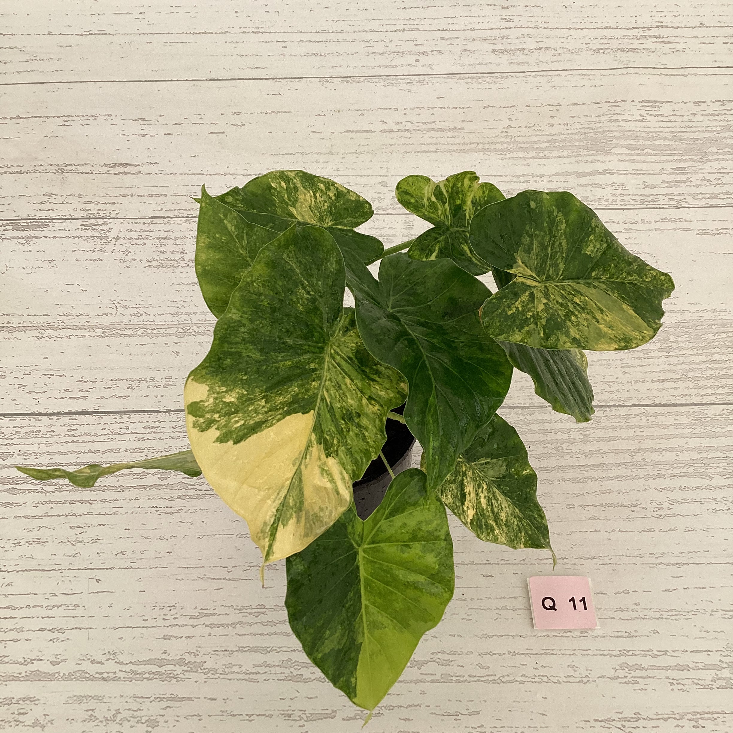 Alocasia Odora &#39;California Aurea Variegata&#39;