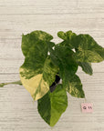 Alocasia Odora 'California Aurea Variegata'