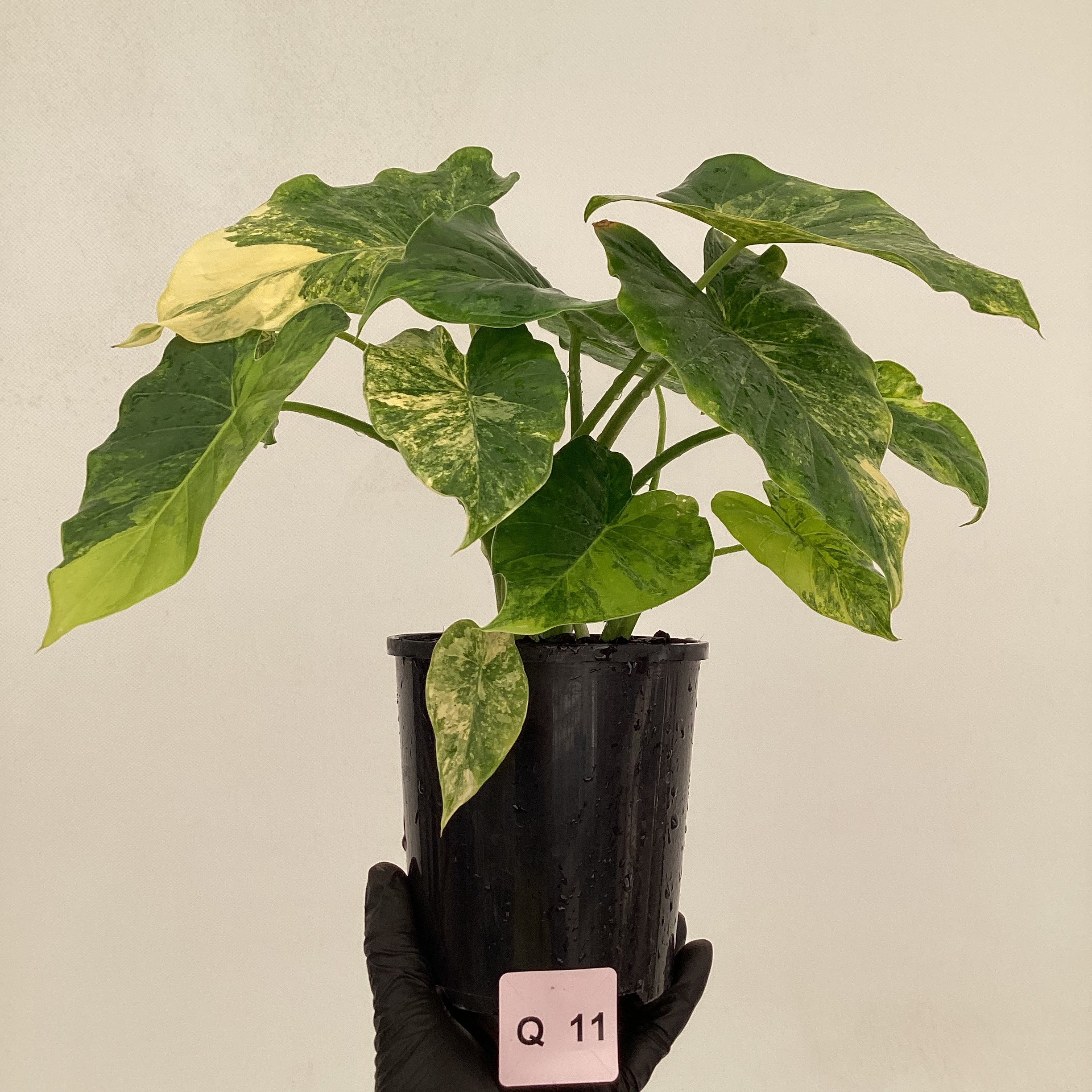 Alocasia Odora &#39;California Aurea Variegata&#39;
