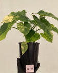 Alocasia Odora 'California Aurea Variegata'