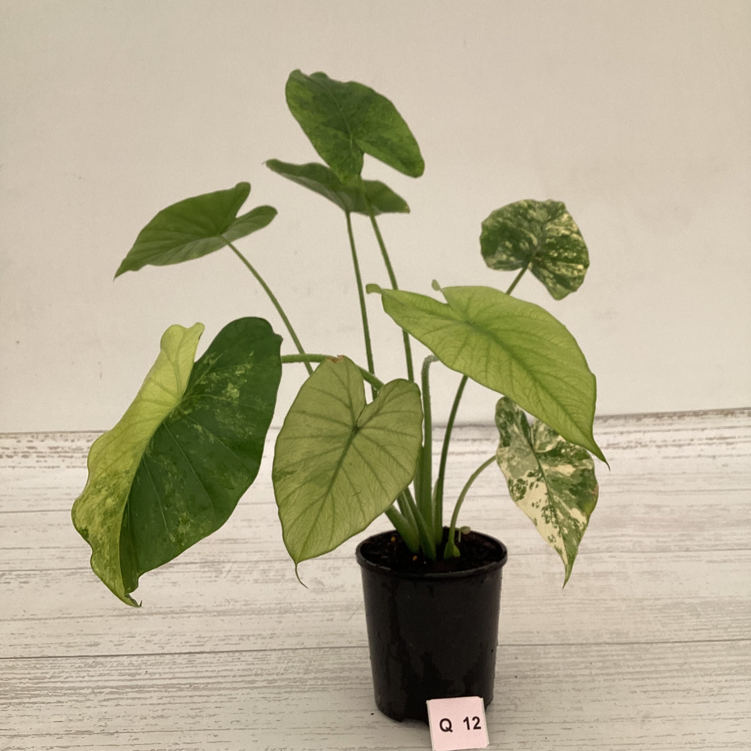 Alocasia Odora &#39;California Aurea Variegata&#39;