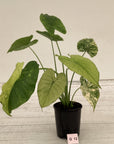 Alocasia Odora 'California Aurea Variegata'