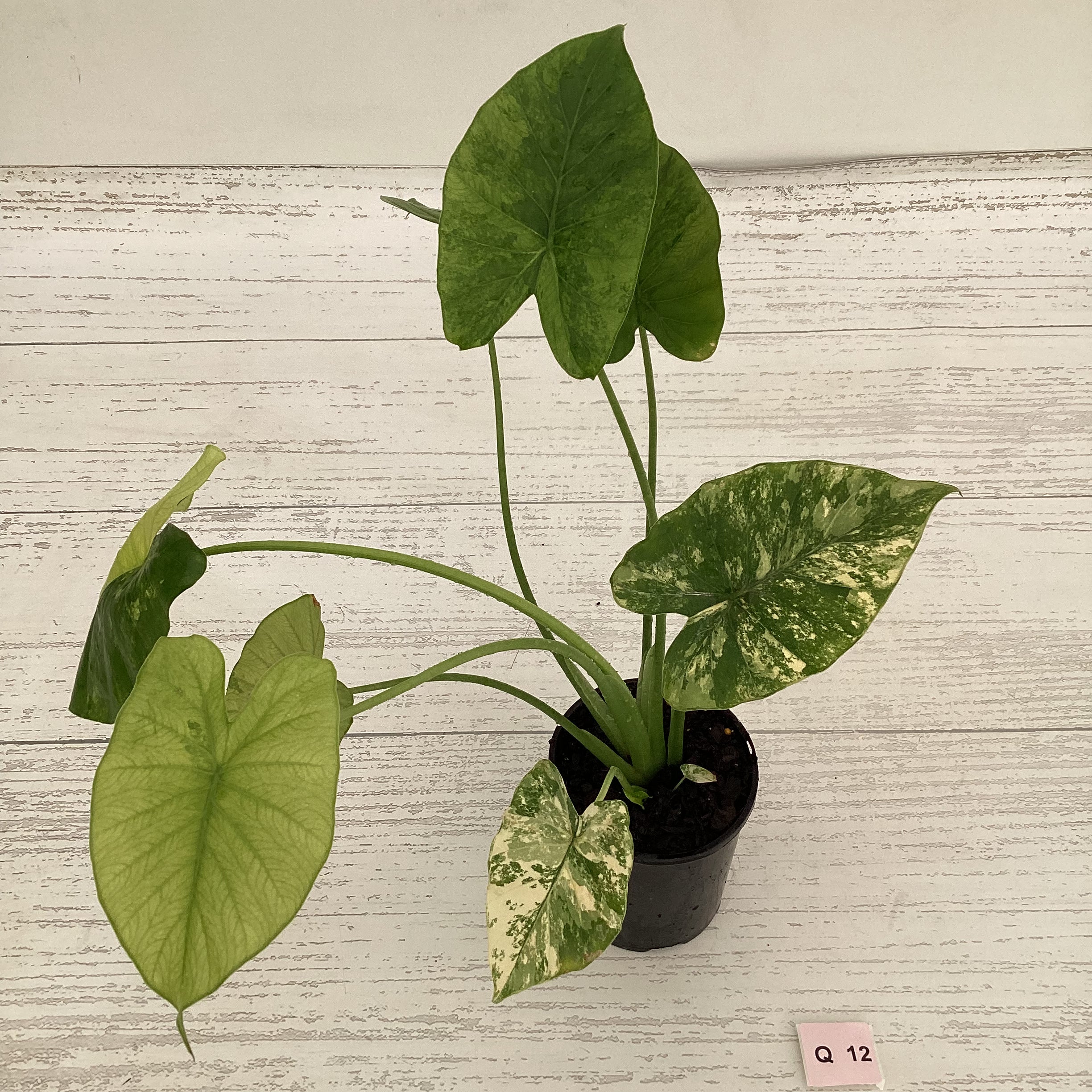 Alocasia Odora &#39;California Aurea Variegata&#39;