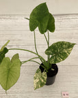 Alocasia Odora 'California Aurea Variegata'
