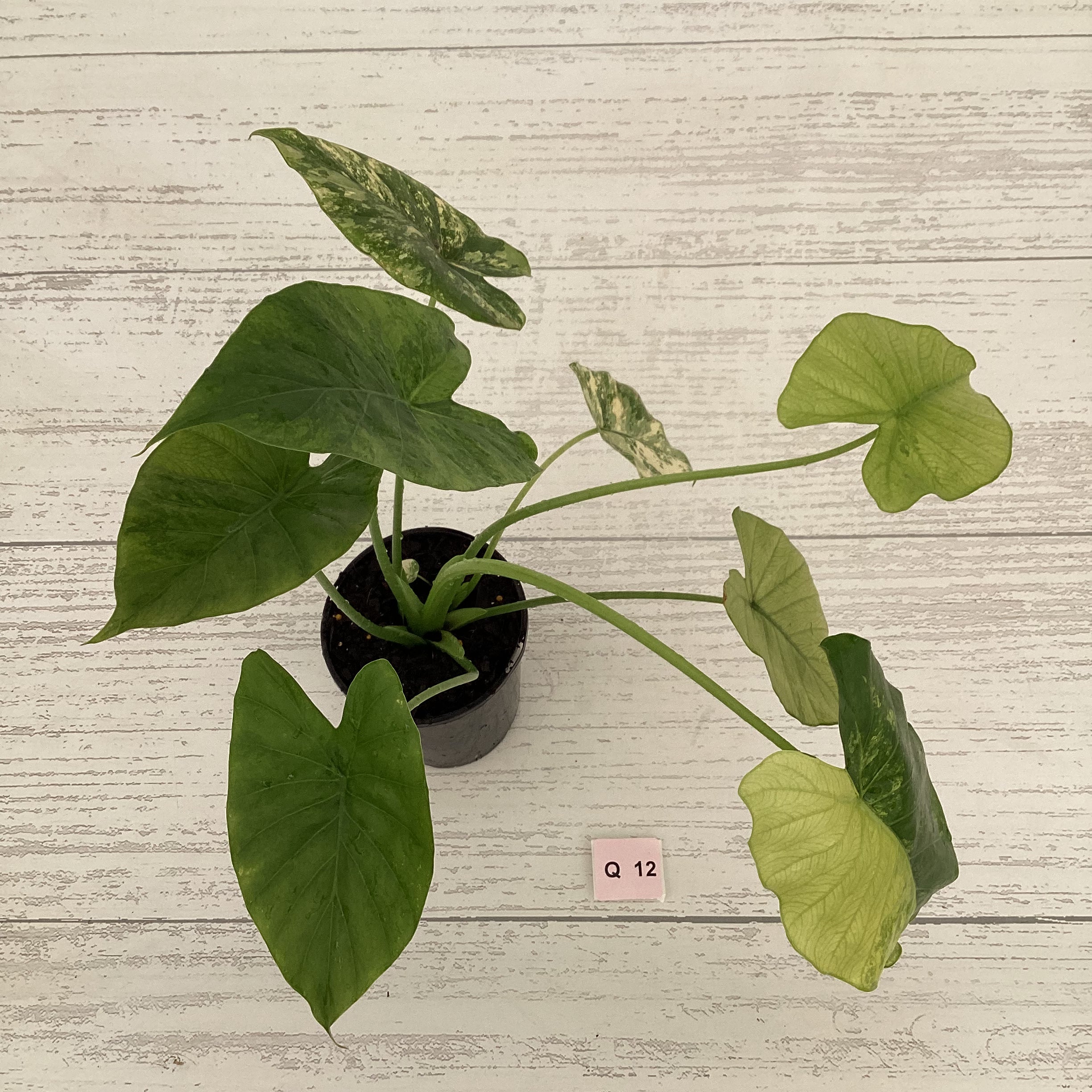 Alocasia Odora &#39;California Aurea Variegata&#39;