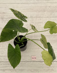 Alocasia Odora 'California Aurea Variegata'