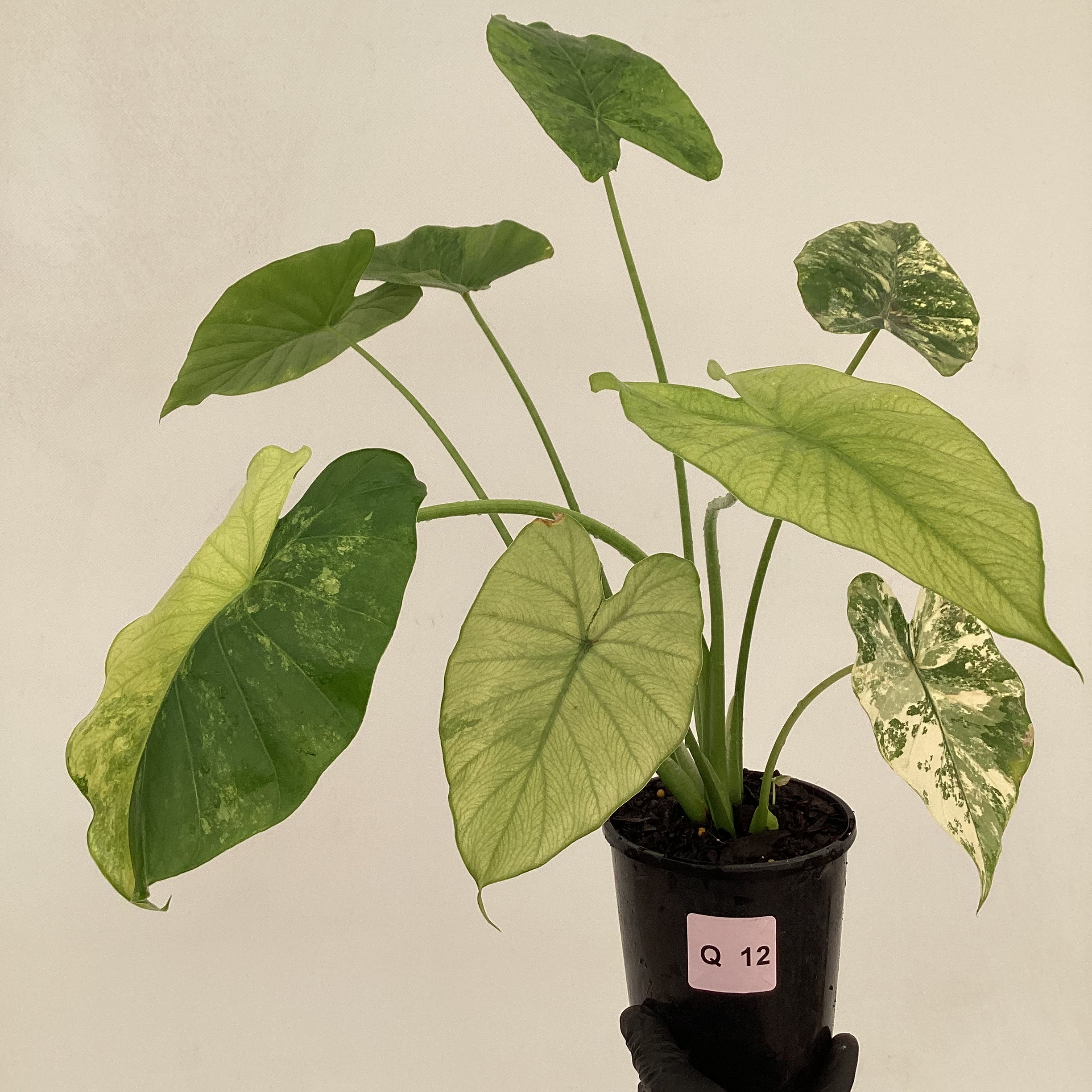 Alocasia Odora &#39;California Aurea Variegata&#39;