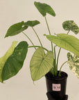 Alocasia Odora 'California Aurea Variegata'