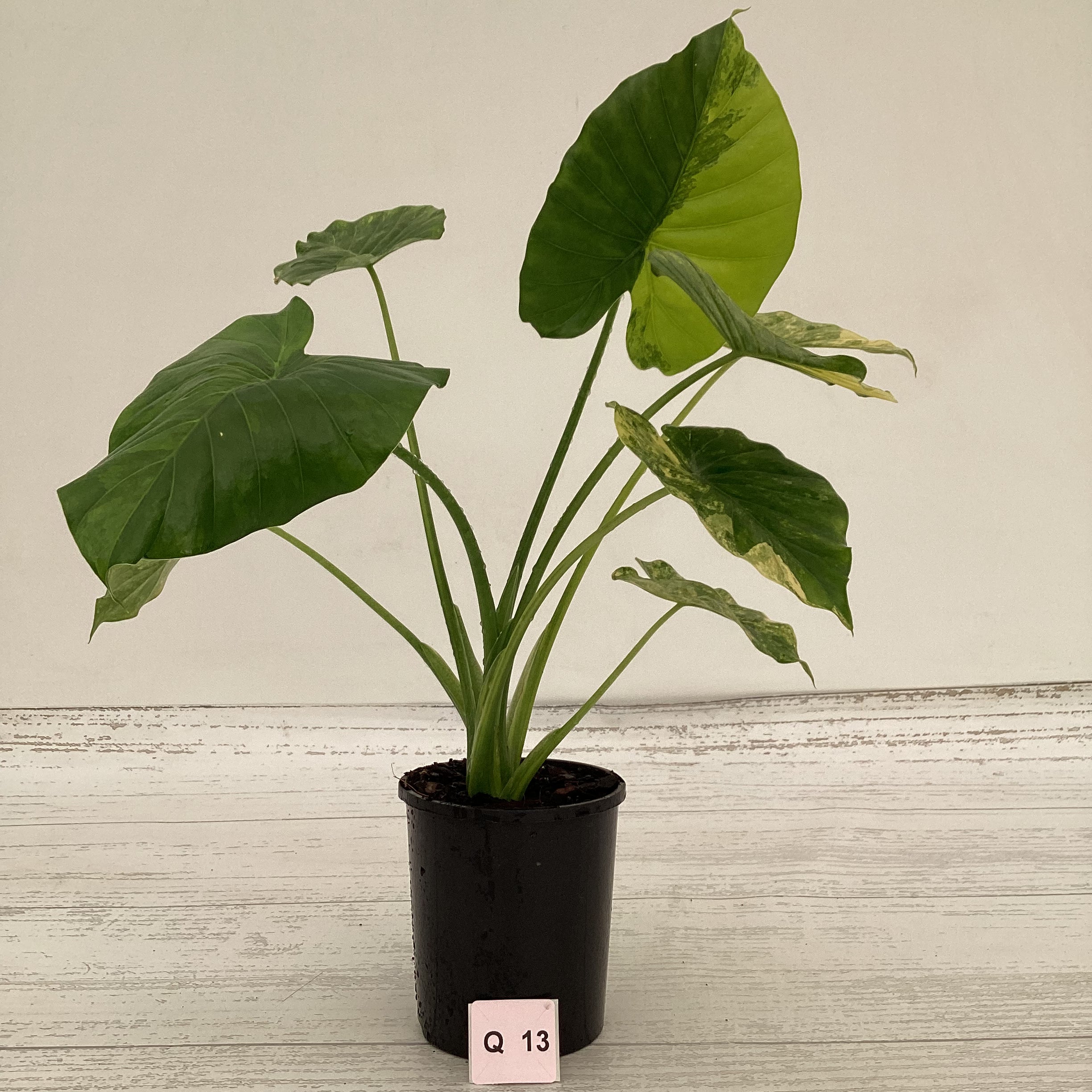 Alocasia Odora &#39;California Aurea Variegata&#39;