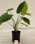 Alocasia Odora 'California Aurea Variegata'