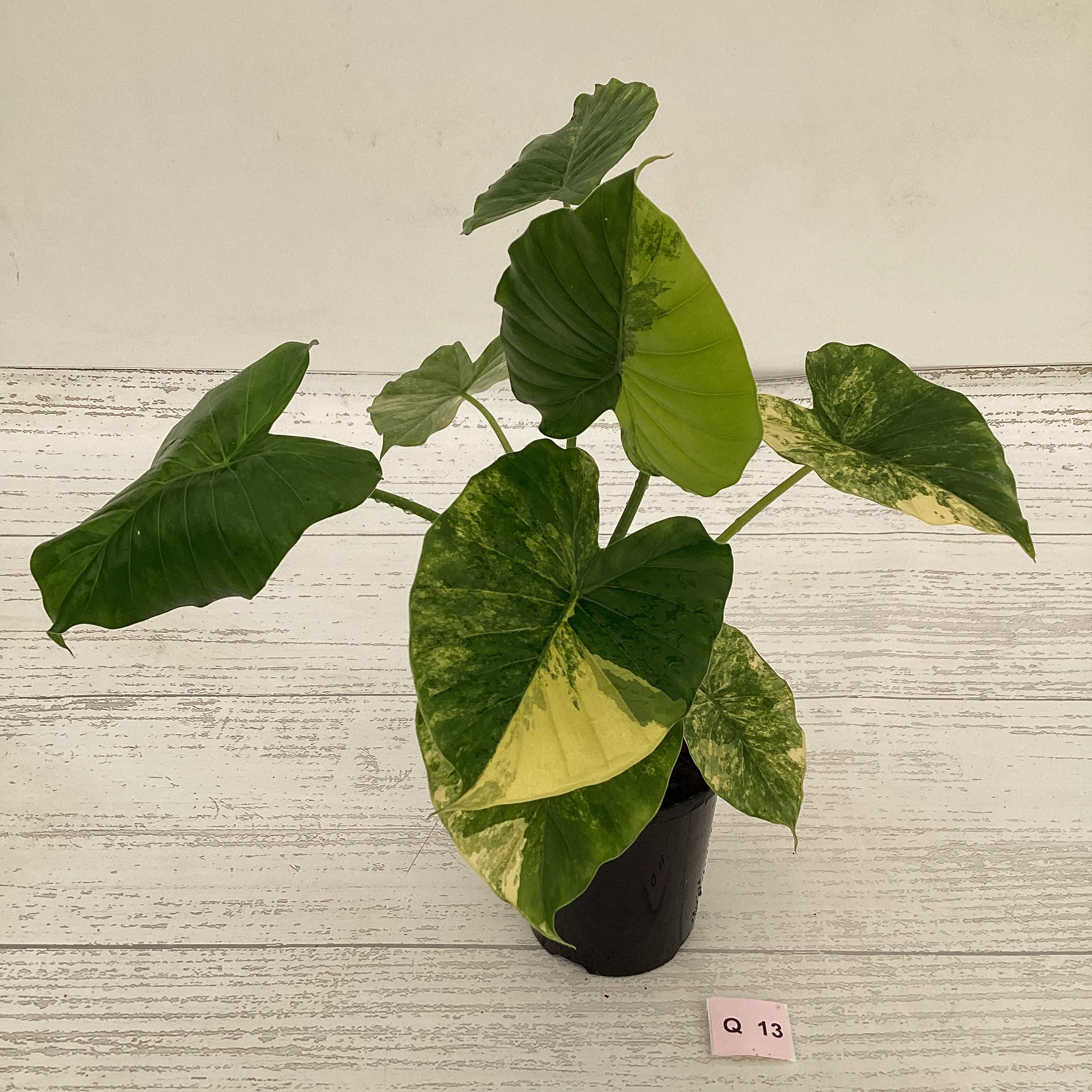 Alocasia Odora &#39;California Aurea Variegata&#39;
