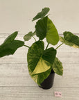 Alocasia Odora 'California Aurea Variegata'